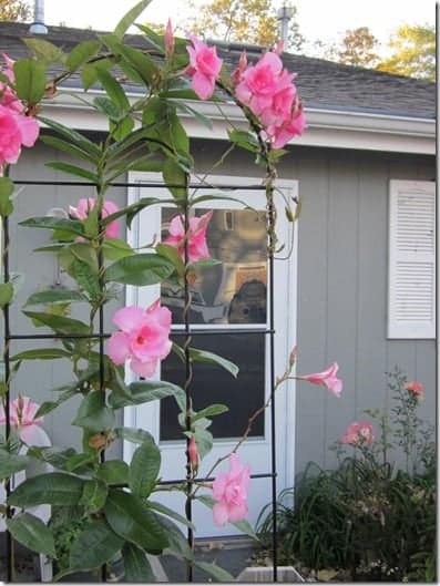 Sacred Garden and the Lily Survivor Magick