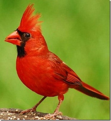 Cardinals: Yes, I see you! Animal Totems