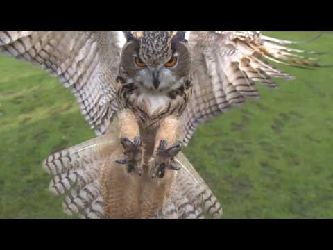 Whoooo Whoooo – Owls!