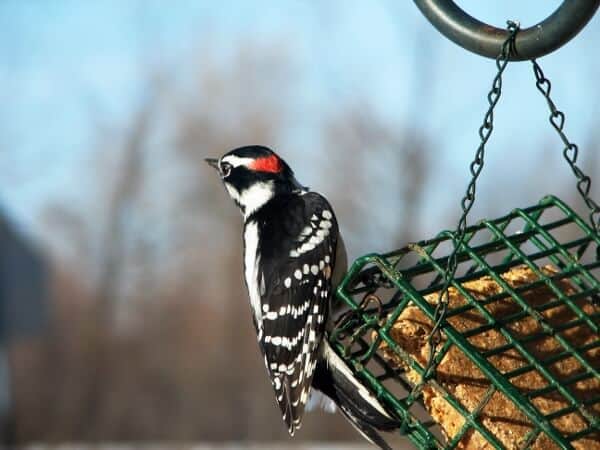 Spirit Animal Messages: Woodpeckers Animal Totems