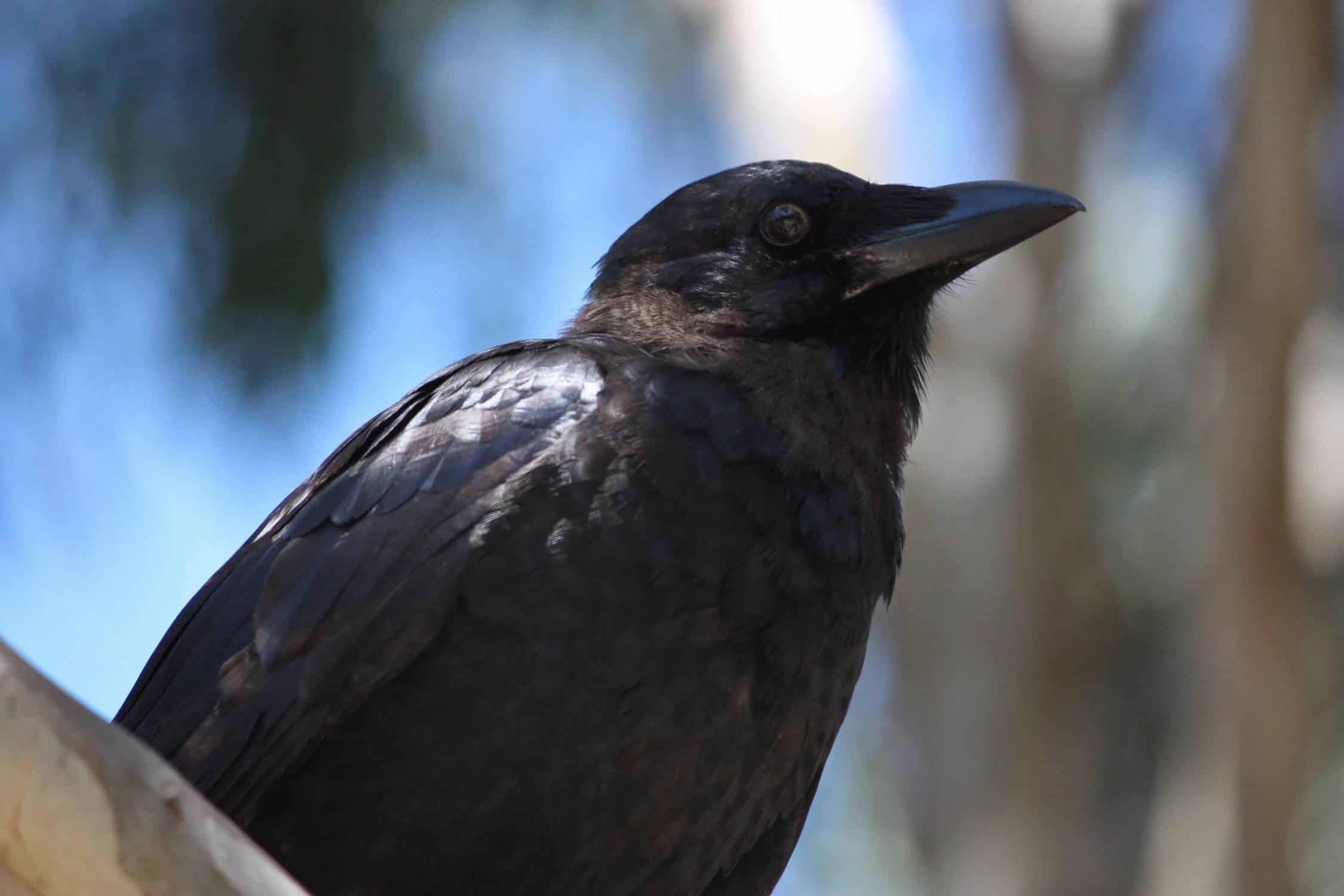 Spirit Animals: Crows & Ravens