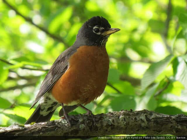 Robin Spirit Totem