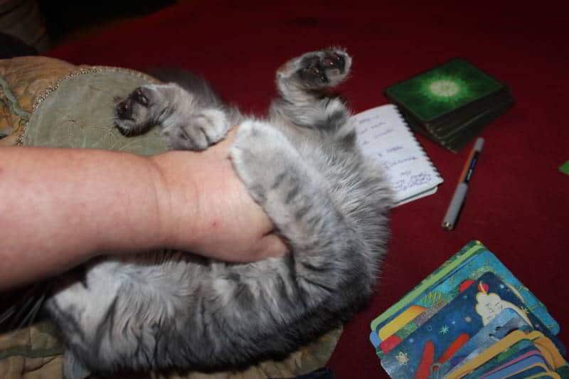 attack tarot kitty