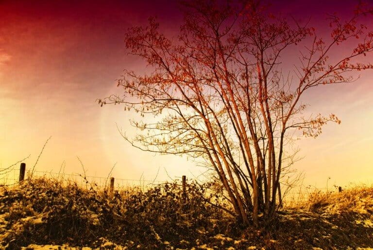 Muddling through the Here and Now: Weekly Tarot, Feb 22 – Feb 28
