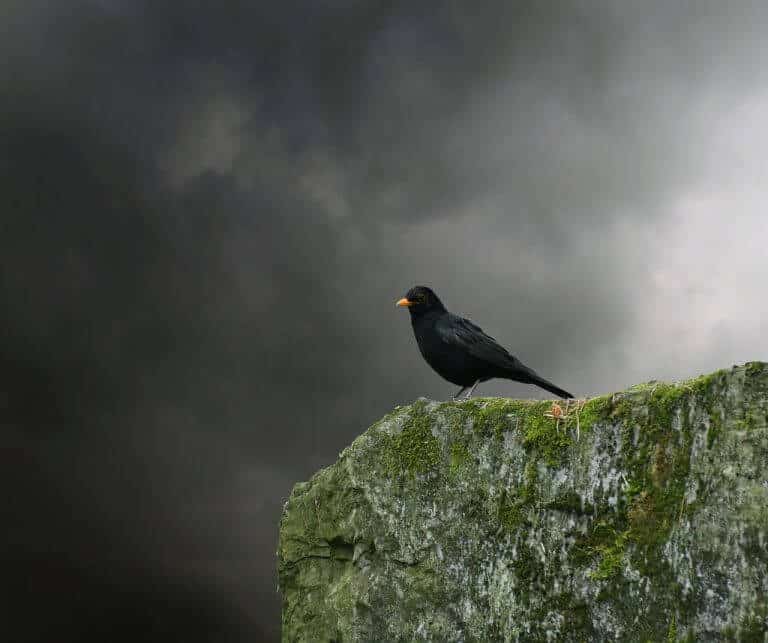 Fool and the Blackbird