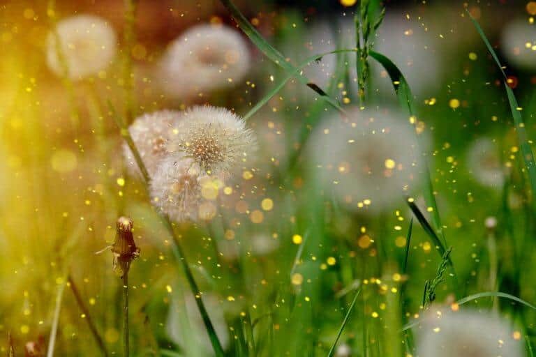 Four of Cups: Flowers in the Weeds